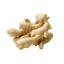 New season fresh ginger to Europe from factory exporting